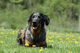 BEAUCERON 600